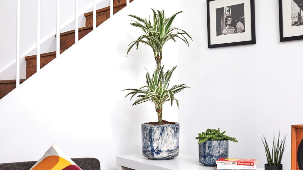 Big ideas for plants in small rooms Patch Plants